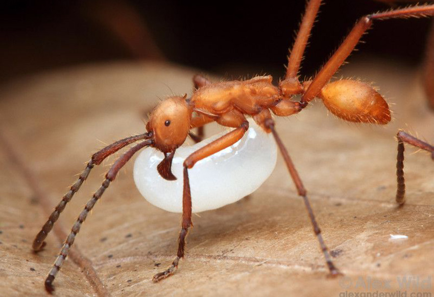Як мурахи, одного разу осліпнувши, еволюціонували при поверненні в більш складне середовище, щоб знову бачити. Науково-популярний журнал для юнацтва «Країна знань» №2, 2023