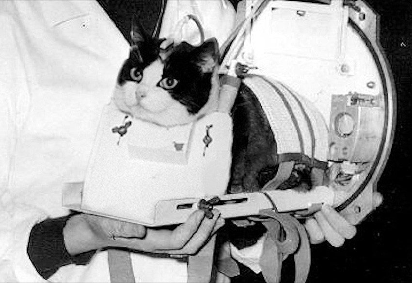 Первая кошка в космосе. Научно-популярный журнал для юношества «Страна знаний» №9, 2020