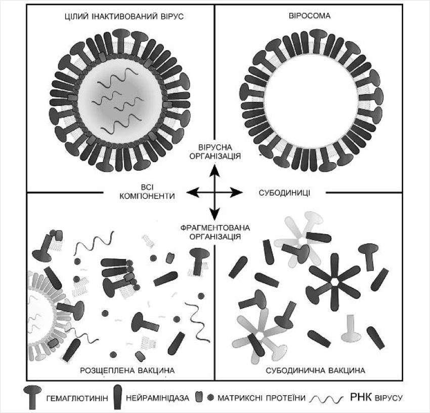Рис. 2. Типи антивірусних вакцин