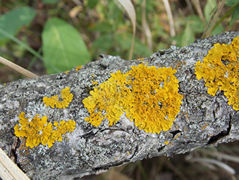 Xanthoria parietina