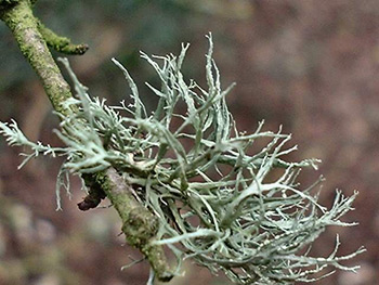 Ramalina farinacea