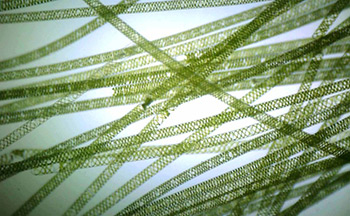 Spirogyra