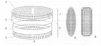 Строение панциря диатомовых водорослей