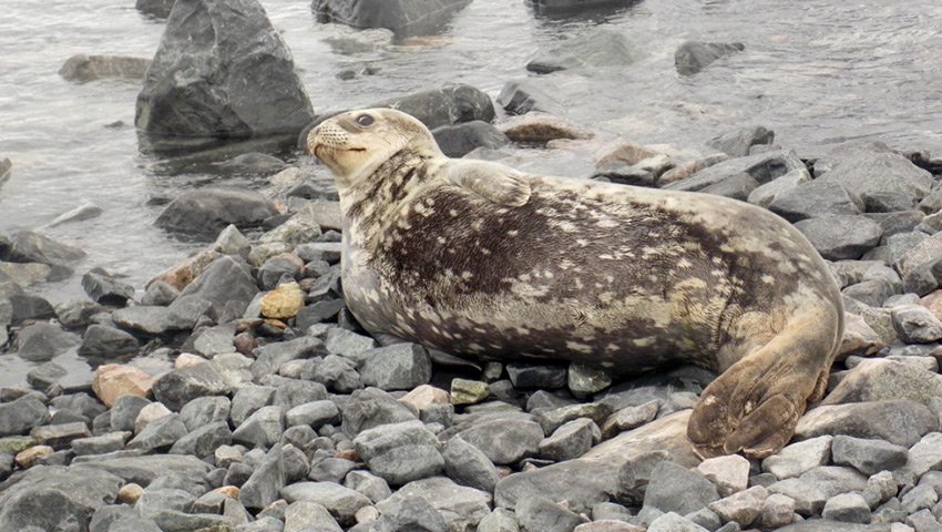 Специальные территории в Антарктике, отведенные для наблюдений за тюленями