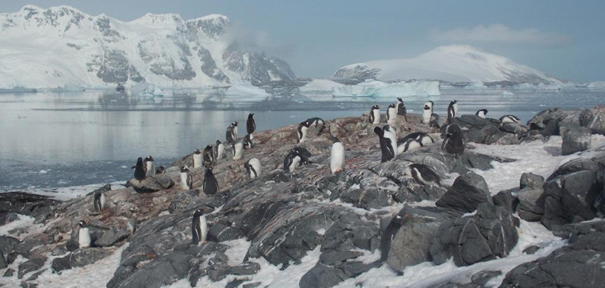 Туристическая активность в Антарктике постоянно растёт