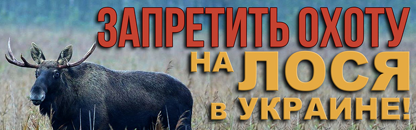 Запретить охоту на лося в Украине. Научно-популярный журнал для юношества «Страна знаний» №3, 2017