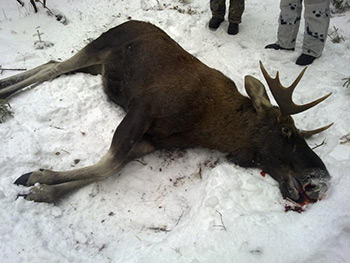 Нужно срочно вводить мораторий на охоту лося в Украине сроком на 25 лет
