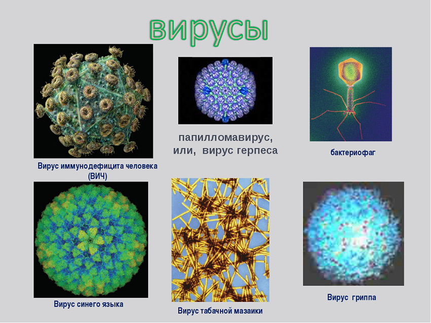 Доклад: Вирусы