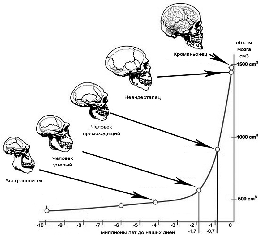 Темпы изменений объема мозга у предков человека