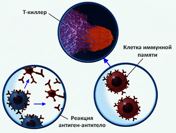 Схема иммунного ответа и памяти организма