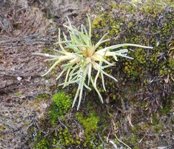 Молодая особь луговика на куртине мха Молодая особь луговика на куртине мха