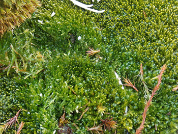 Бархатный шёлковый мох – брахитеций (Brachythecium austrosalebrosum) крупным планом