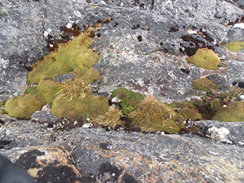 Типичное местопроизрастание луговика антарктического, оазис Расмуссен