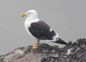 Доминиканская чайка (Larus dominicanus) – главный «огородник» Антарктики