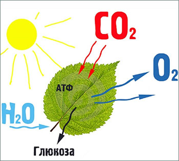 Фотосинтез