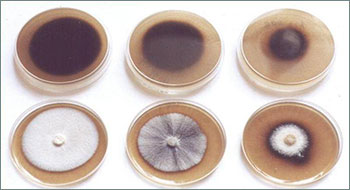 Поверхностное культивирование микроскопических грибов в чашках Петри
