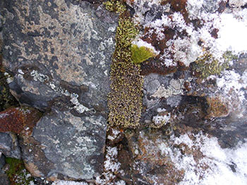 Северные стенки скальных пород с трещинами – место распространения специфического сообщества мхов и лишайников
