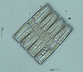 Диатомовая водоросль фрагиляриопсис (Fragilariopsis)