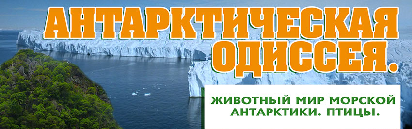 Антарктическая Одиссея: Животный мир Морской Антарктики. Птицы. Научно-популярный журнал для юношества «Страна знаний» №3, 2018