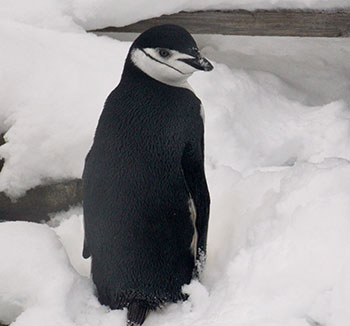 Антарктический или бородатый пингвин