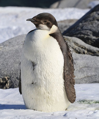 Редко на станцию Академик Вернадский заходят императорские пингвины