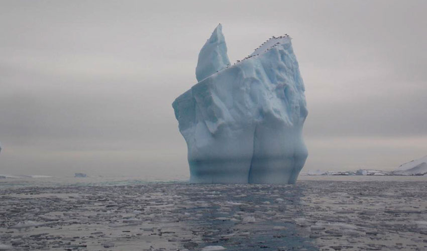 Антарктические крачки на айсберге