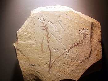 Около 120 млн лет назад на планете появились цветочные растения