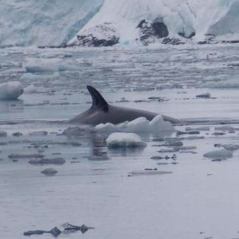 Антарктический кит Минке