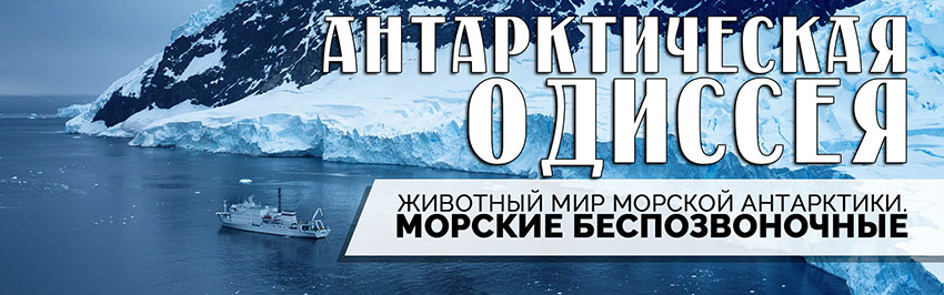 Антарктическая Одиссея: Животный мир Морской Антарктики. Морские беспозвоночные и рыбы. Научно-популярный журнал для юношества «Страна знаний» №5, 2018