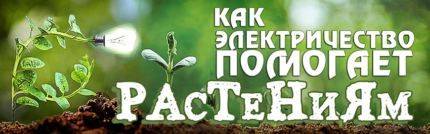 Как электричество помогает растениям. Научно-популярный журнал для юношества «Страна знаний» №6, 2018