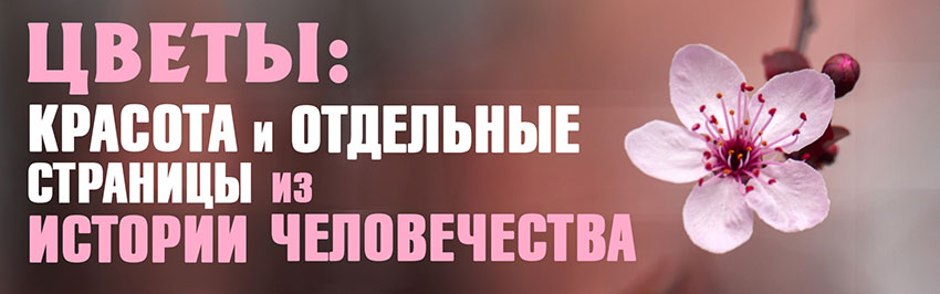 Цветы: красота и отдельные страницы из истории человечества. Научно-популярный журнал для юношества «Страна знаний» №8, 2018