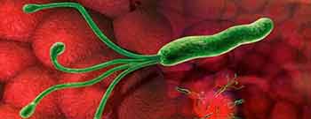 Helycobacter Pylori