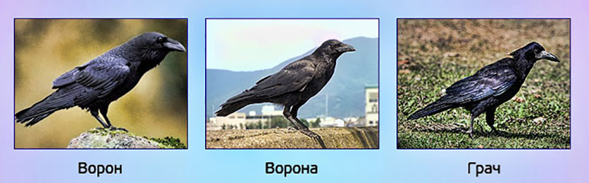 Вороны