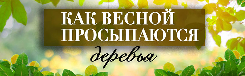 Как весной просыпаются деревья. Научно-популярный журнал для юношества «Страна знаний» №4, 2019