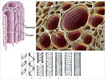 Флоэма, кольца и спирали из лигнина