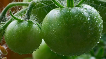 Зелёные томаты