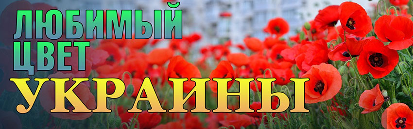 Любимый цвет Украины. Научно-популярный журнал для юношества «Страна знаний» №6, 2019