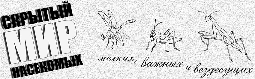 Скрытый мир насекомых – мелких, важных и вездесущих. Научно-популярный журнал для юношества «Страна знаний» №8, 2019