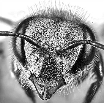 Голова медоносной пчелы