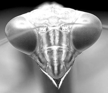 Голова комахи-богомола