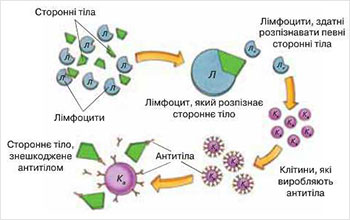 Образование антител и их действие в организме