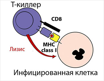 Т-киллеры