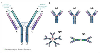 Строение и типы антител