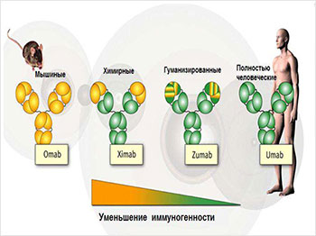 Гуманизация мишиных моноклональных антител