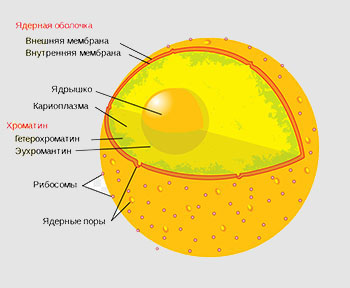 Органелла