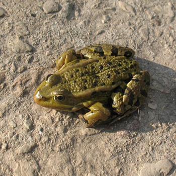 Лягушка съедобная Pelophylax kl. esculentus