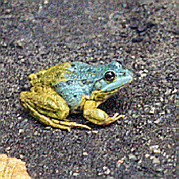 По внешнему виду зелёных лягушек трудно различить