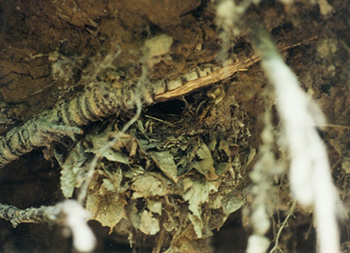 Гнездо крапивника