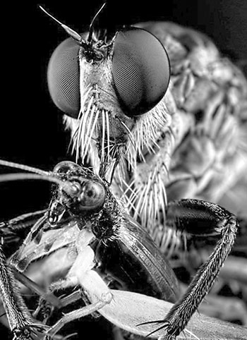 Хищная муха-ктырь высасывает жука