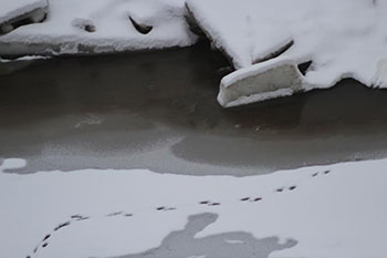 Следы выдры на снегу возле водоёма